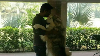 Dog Behavior & Training Puppy dog seller Dwarka Delhi NCR - Dog Trainer Rahul Vaishnav