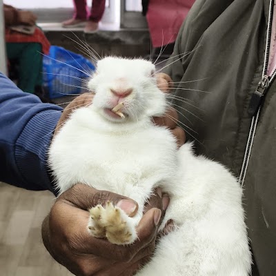 Dr Dheeraj Pets Clinic & Surgery 24 x 7 Pet Clinic In Vikas Puri-Best Pet Clinic In Vikas Puri.