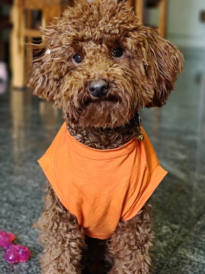 Klever k9 dog trainer MANISH