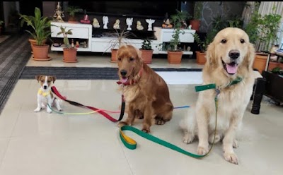 Kunal Dog Trainer_Canine Behaviourist