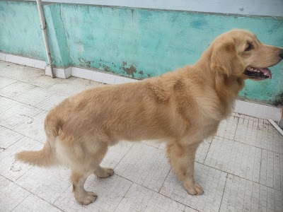 Lucky Pet Spa & Grooming