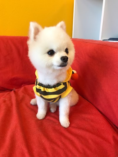 Pawfect – The Pet Salon