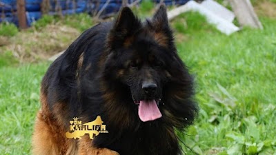 Paws dog boarding n puppy's kennel