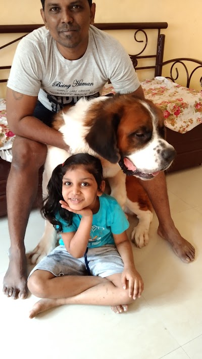 Pet Paradise Daynight care