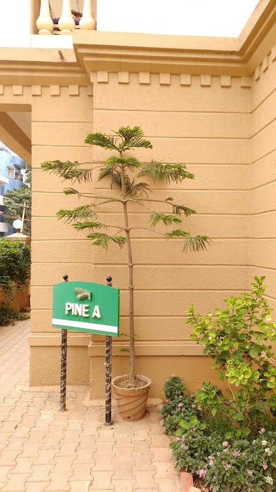 Pine A, Tata Sherwood