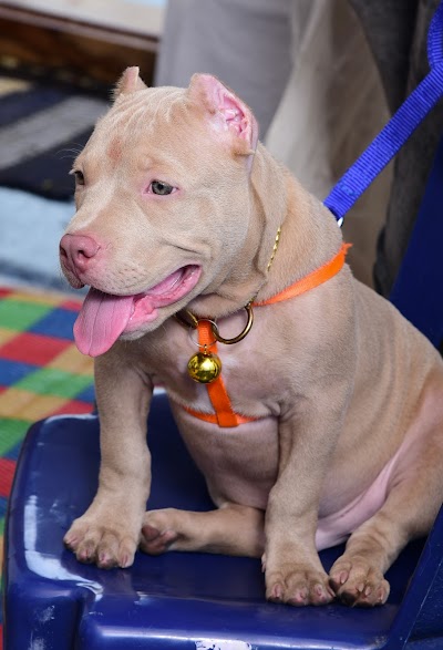 Prince Dog Training (ಪ್ರಿನ್ಸ್ ನಾಯಿ ತರಬೇತಿ ಕೇಂದ್ರ)