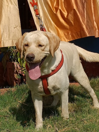 Shree Dog Training Mumbai