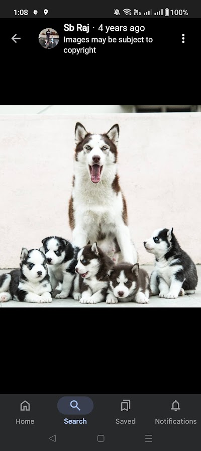 Siddharth dog trainer