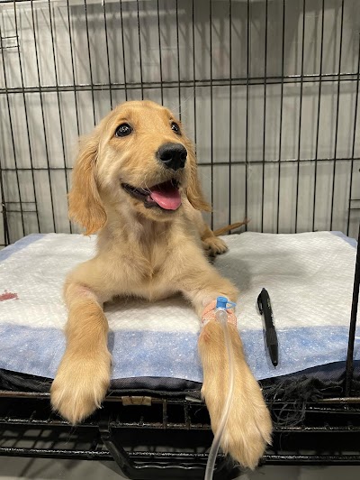 SUPERPETS - A VETERINARY MULTI-SPECIALITY LLP 24x7 Best In Mumbai