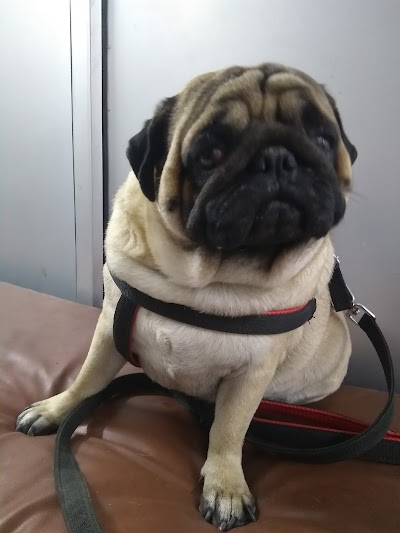 Vet Plus Dog & Cat Clinic