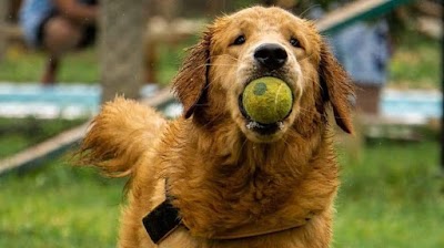 Wag-ville Pet Resort,Boarding, Pet Friendly Cafe