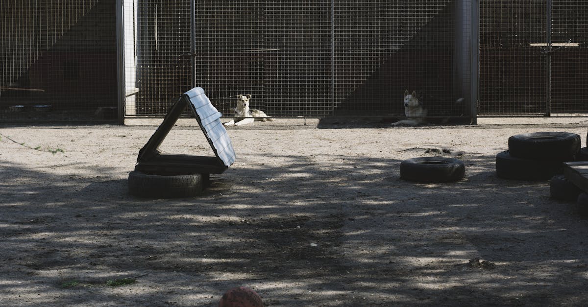 Highly Rated 10 Dog Boarding Facilities in Chennai