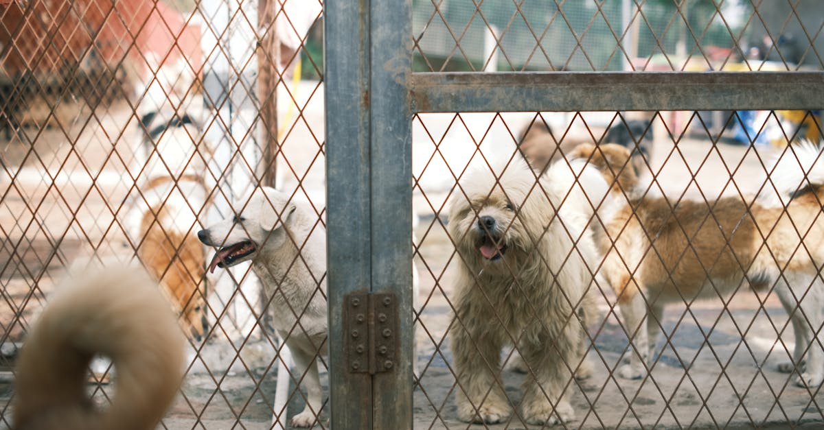 Top 10 Dog Boarding Facilities in Hyderabad