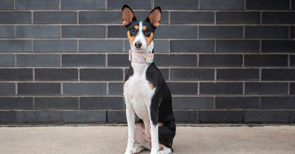 Highly Rated 10 Dog Boarding Facilities in Mumbai