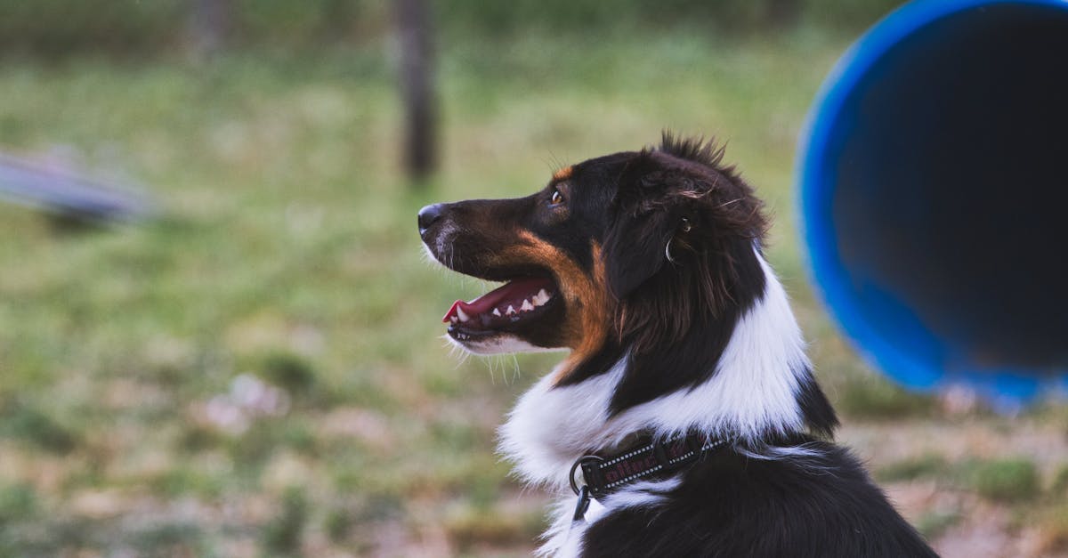 Best Dog Trainers in Chennai