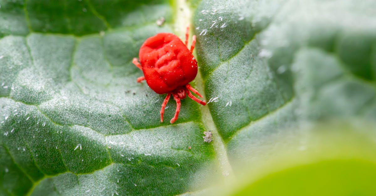 Top Pest Control Services in Hyderabad