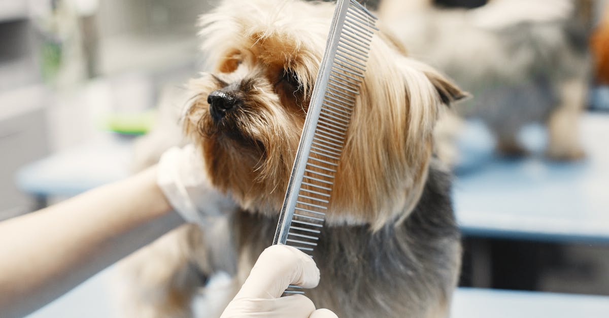 Trusted Pet Grooming Salons in Hyderabad